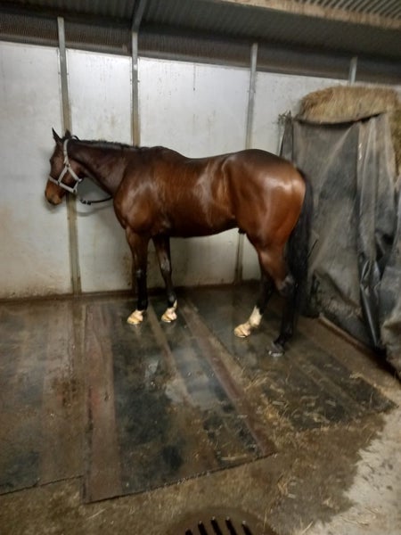 TB Horse63617765538179113