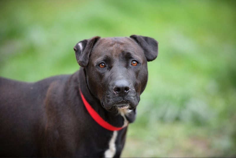 Ellie - huntaway x gentle rescue, craves human company Carousel 1