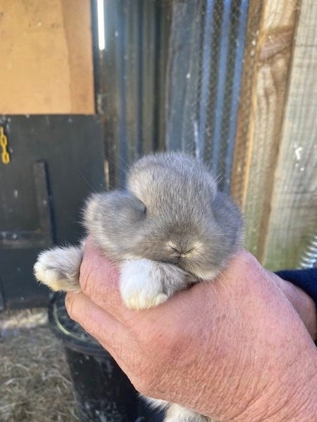 Rabbits Carousel 1