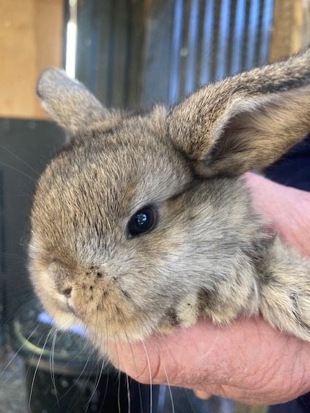Rabbits Carousel 2