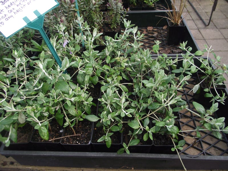 Teucrium Fruticans Carousel 5