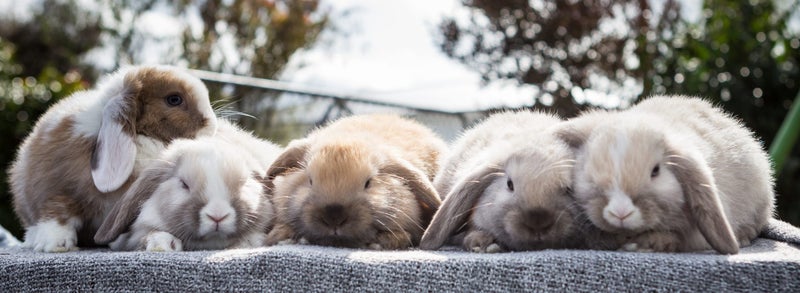Baby Minilop Bunnies For Sale Carousel 1