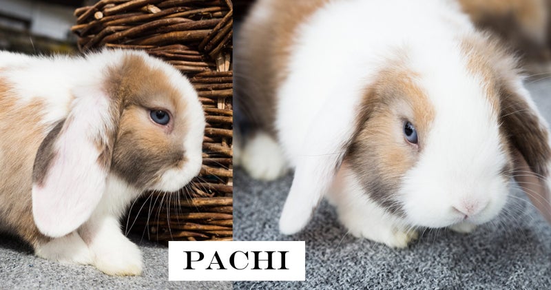 Baby Minilop Bunnies For Sale Carousel 2