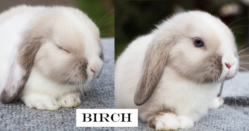 Baby Minilop Bunnies For Sale Carousel 6