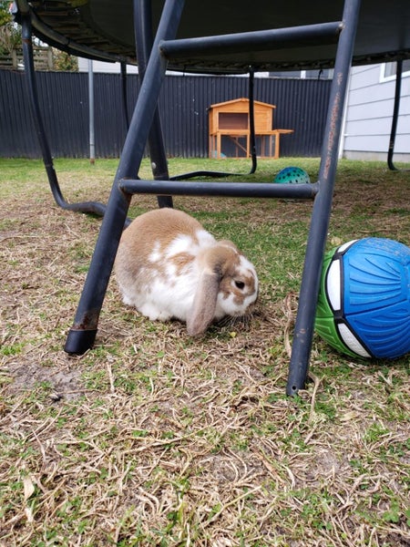 Mini lop bunny Carousel 2