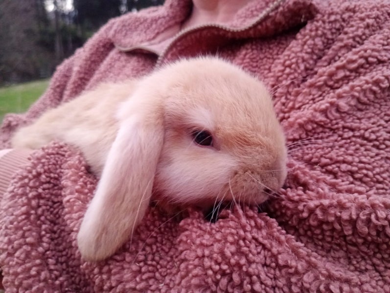 Purebred Mini Lop Carousel 2