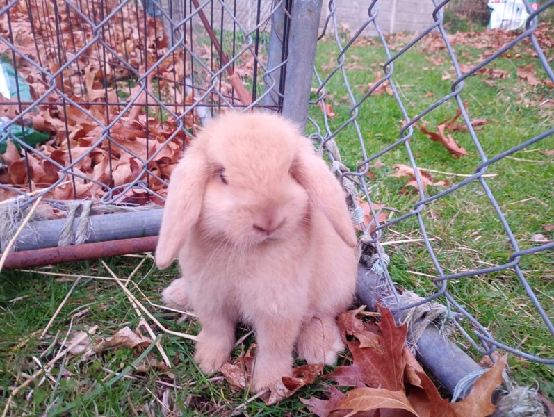 Purebred Mini Lop Carousel 7