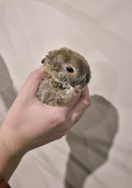 Pure Bred Mini Lop Bunnies Carousel 2