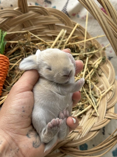 **Trained Mini Lop Bunny Rabbits & Care Package** Carousel 18