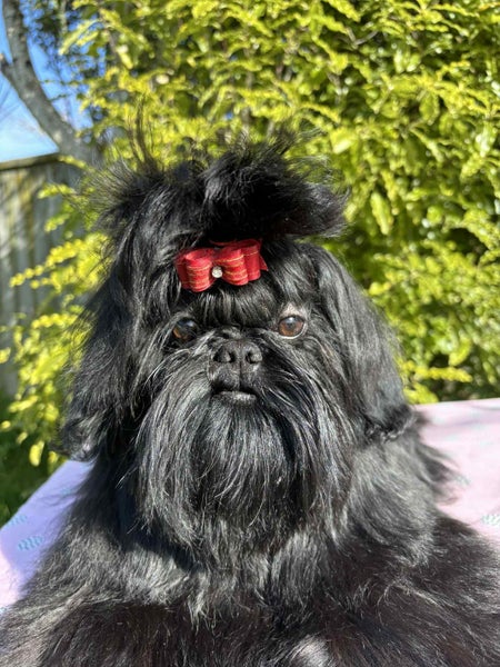 Gorgeous purebred Shih Tzu Puppy63667587507457110