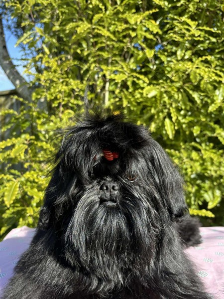 Gorgeous purebred Shih Tzu Puppy63667587507457111