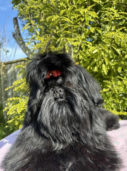 Gorgeous purebred Shih Tzu Puppy63667587507457112