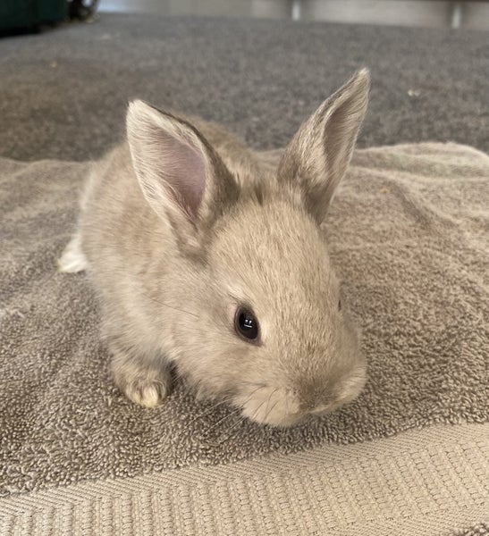 Baby Rabbits Carousel 1