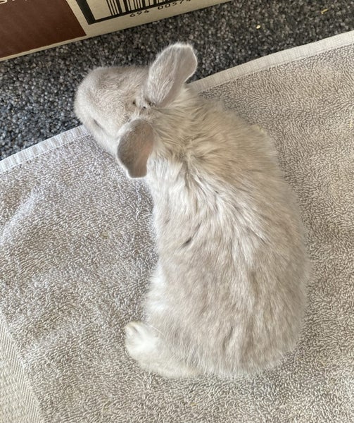 Baby Rabbits Carousel 2