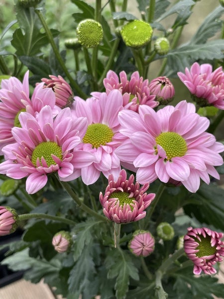 Chrysanthemum Pink Green Spray Carousel 1