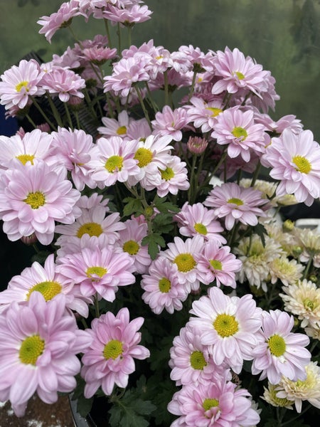 Chrysanthemum Pink Green Spray Carousel 2