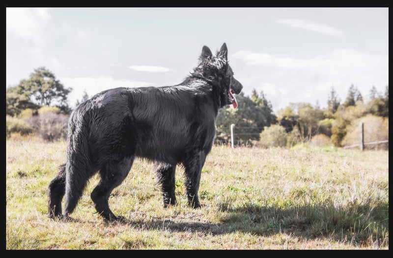 German Shepherd Puppies63654998382466110