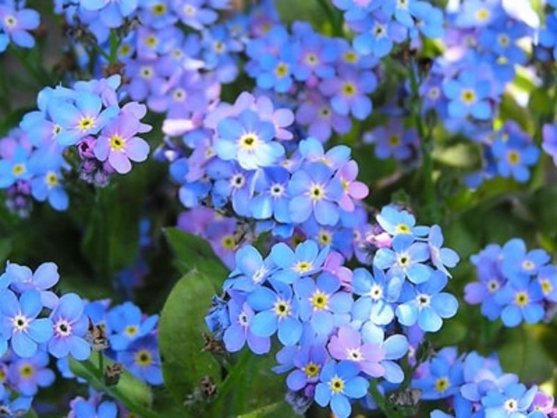 Forget-me-not pale blue flowers heritage cottage garden or pots Carousel 1
