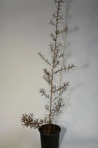 Totara 15-30 cm specimen tree Carousel 1