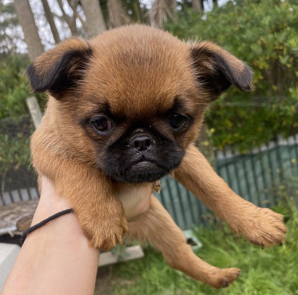Purebred Brussels Griffon Carousel 2