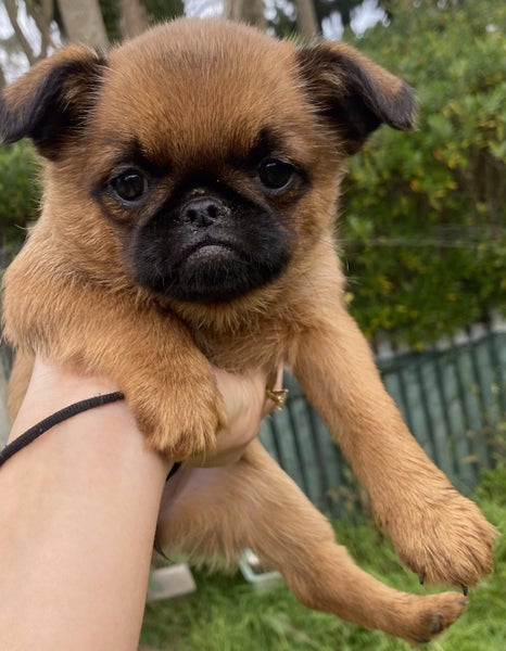 Purebred Brussels Griffon Carousel 1