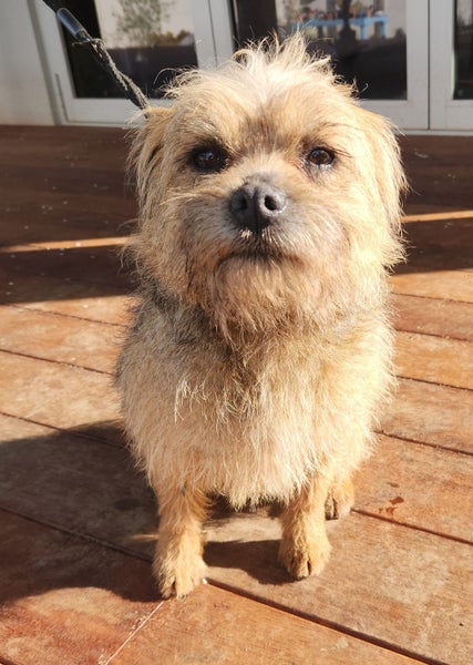 Border Terrier 5 year old female Carousel 1