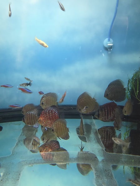 Discus63669314873090113