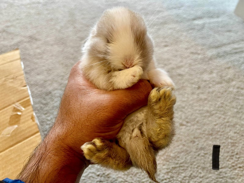 Purebred Mini lop kits Carousel 1