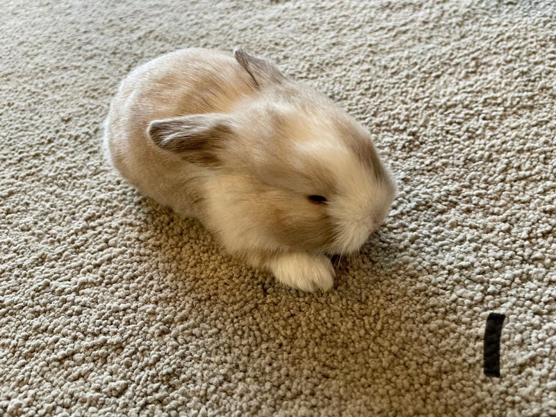 Purebred Mini lop kits Carousel 2