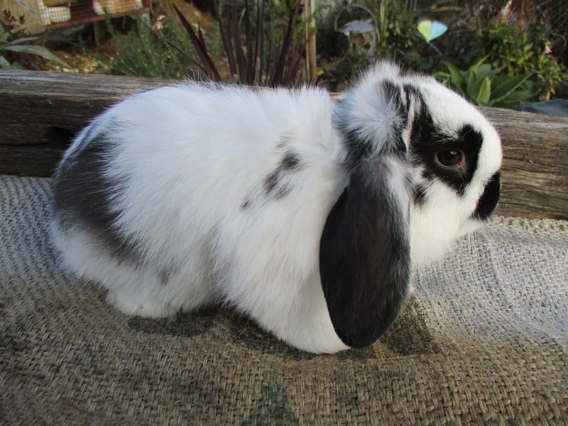 Mini Lop Rabbits Carousel 2