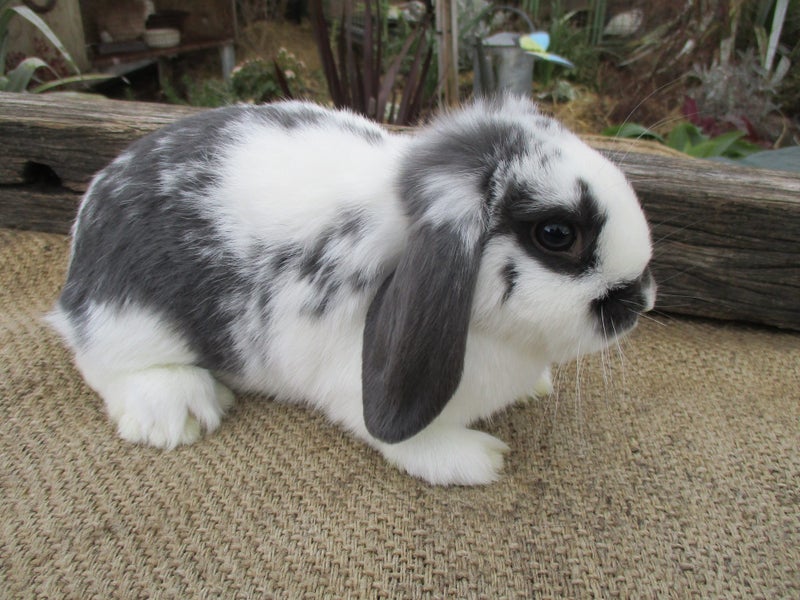 Mini Lop Rabbits Carousel 6