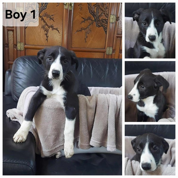 Very Cute Border Collie Pups63654815856385111