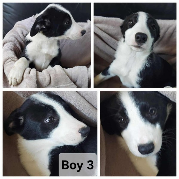 Very Cute Border Collie Pups63654815856385112