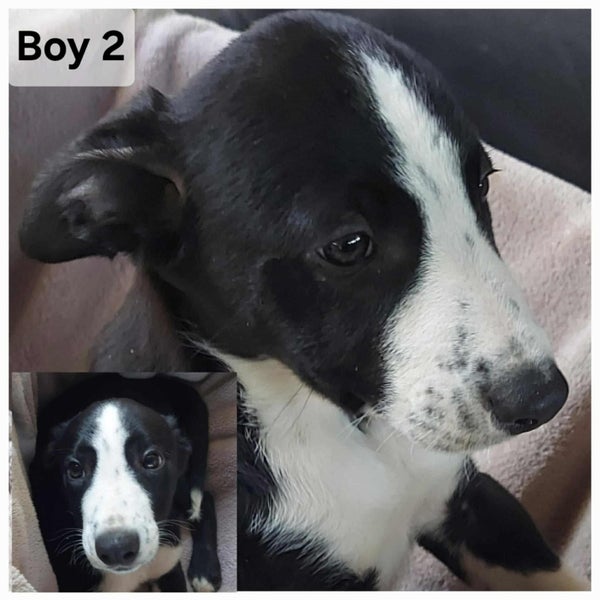 Very Cute Border Collie Pups63654815856385113