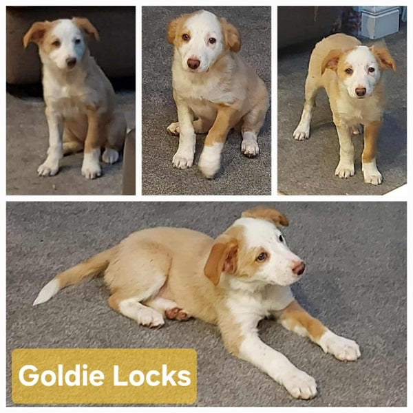 Very Cute Border Collie Pups63654815856385110