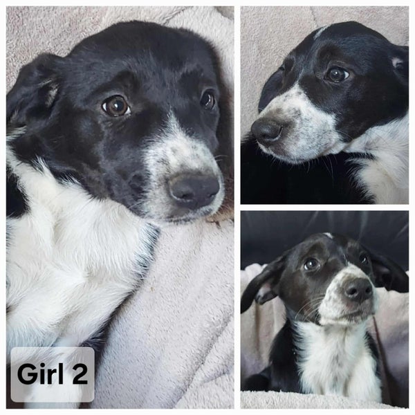 Very Cute Border Collie Pups63654815856385114