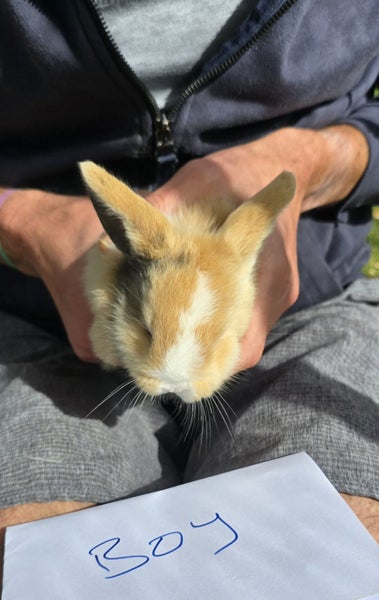 Mini lop bunnies Carousel 1