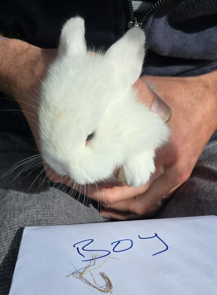 Mini lop bunnies Carousel 2