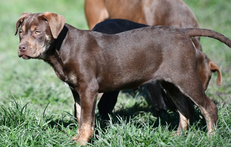 Charlotte - stunning chocolate puppy with friendly and calm temperament Carousel 1