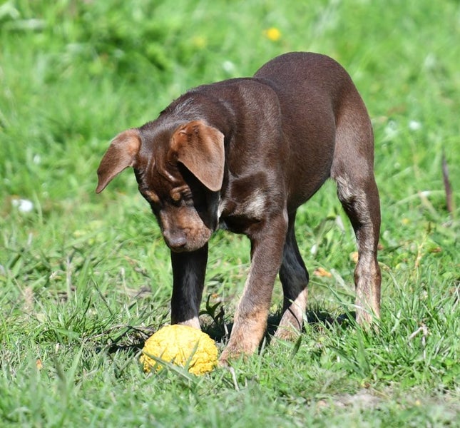 Charlotte - stunning chocolate puppy with friendly and calm temperament Carousel 2