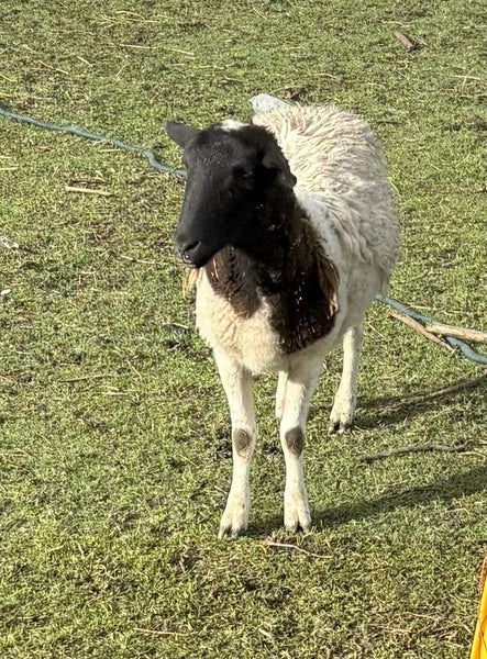 Wiltshire sheep63654825250435110