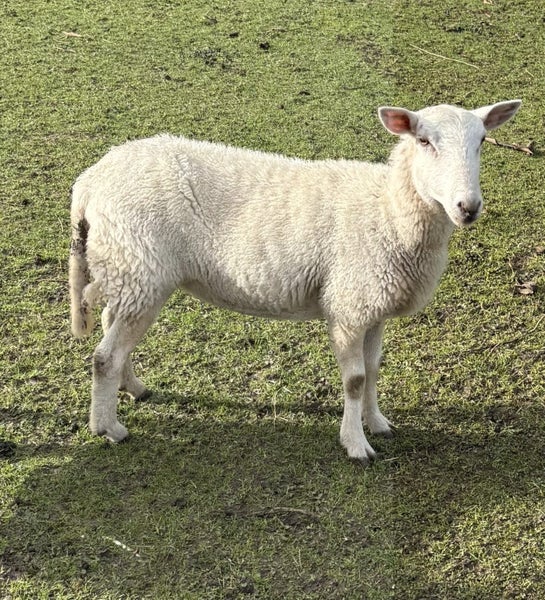 Wiltshire sheep63654825250435111