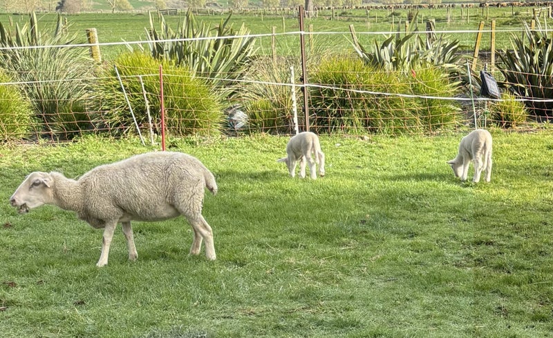 Wiltshire sheep63654825250435112