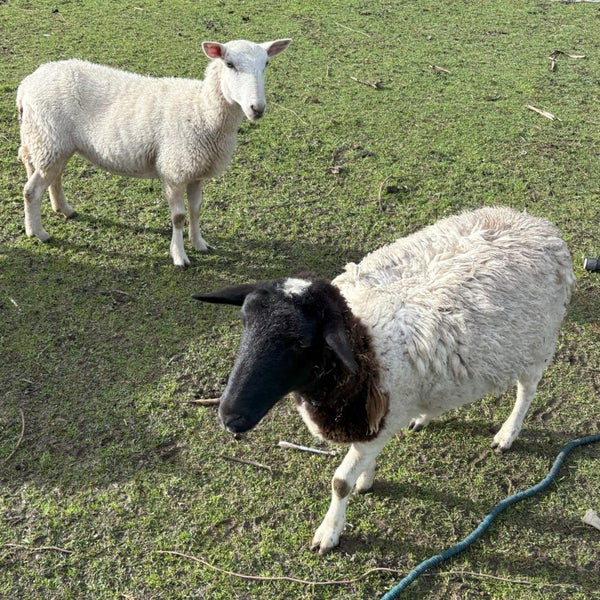 Wiltshire sheep63654825250435113