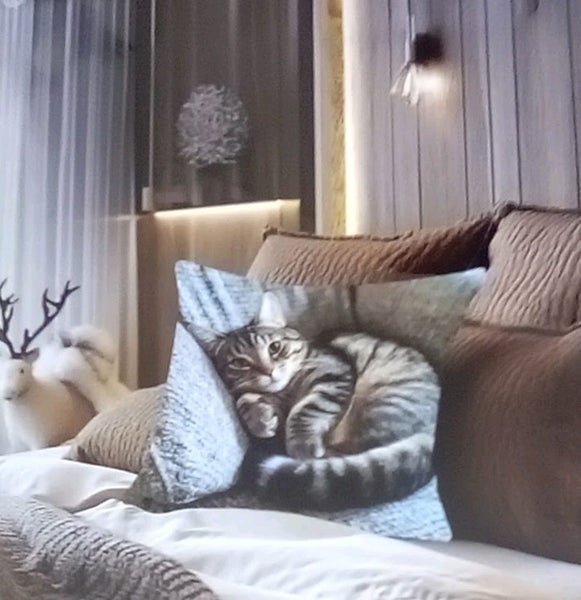 THE CATTAGE - Gorgeous Tabby Cat Cushion Cover Bring Cuteness To Any Room Carousel 2