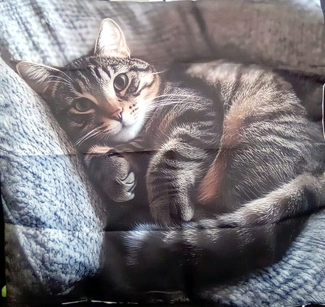 THE CATTAGE - Gorgeous Tabby Cat Cushion Cover Bring Cuteness To Any Room Carousel 1