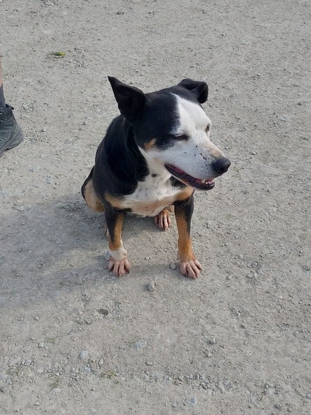 Boots the Heading x Gisborne pound dog Carousel 2