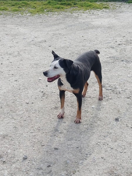 Boots the Heading x Gisborne pound dog Carousel 4