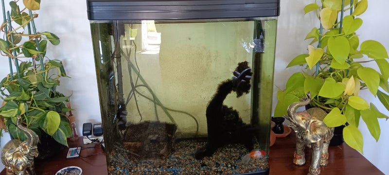 Aqua 620T curved glass Aquarium Carousel 1