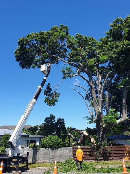 Superior Exterior Treecare Ltd Carousel 1